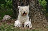 WESTIE 488